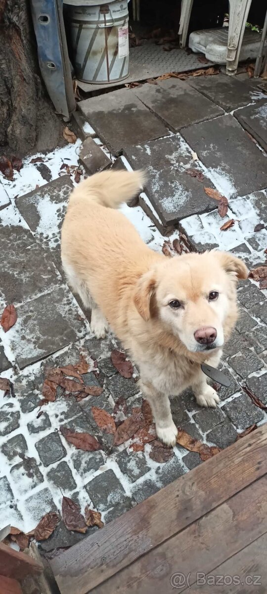 Pejsek Max-Kříženec - 2