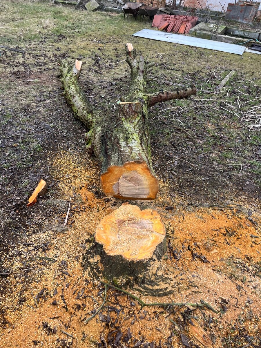 Dřevo z třešně - 2