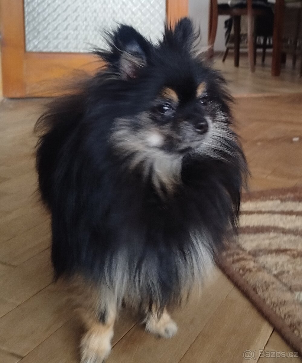 Predám fenku pomeraniana bez PP - 2
