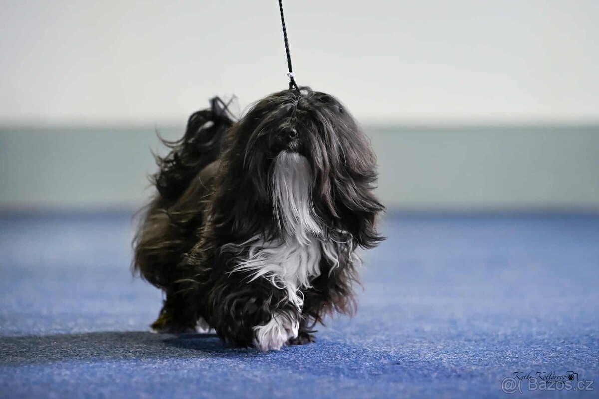 Havanský psík s PP - 2