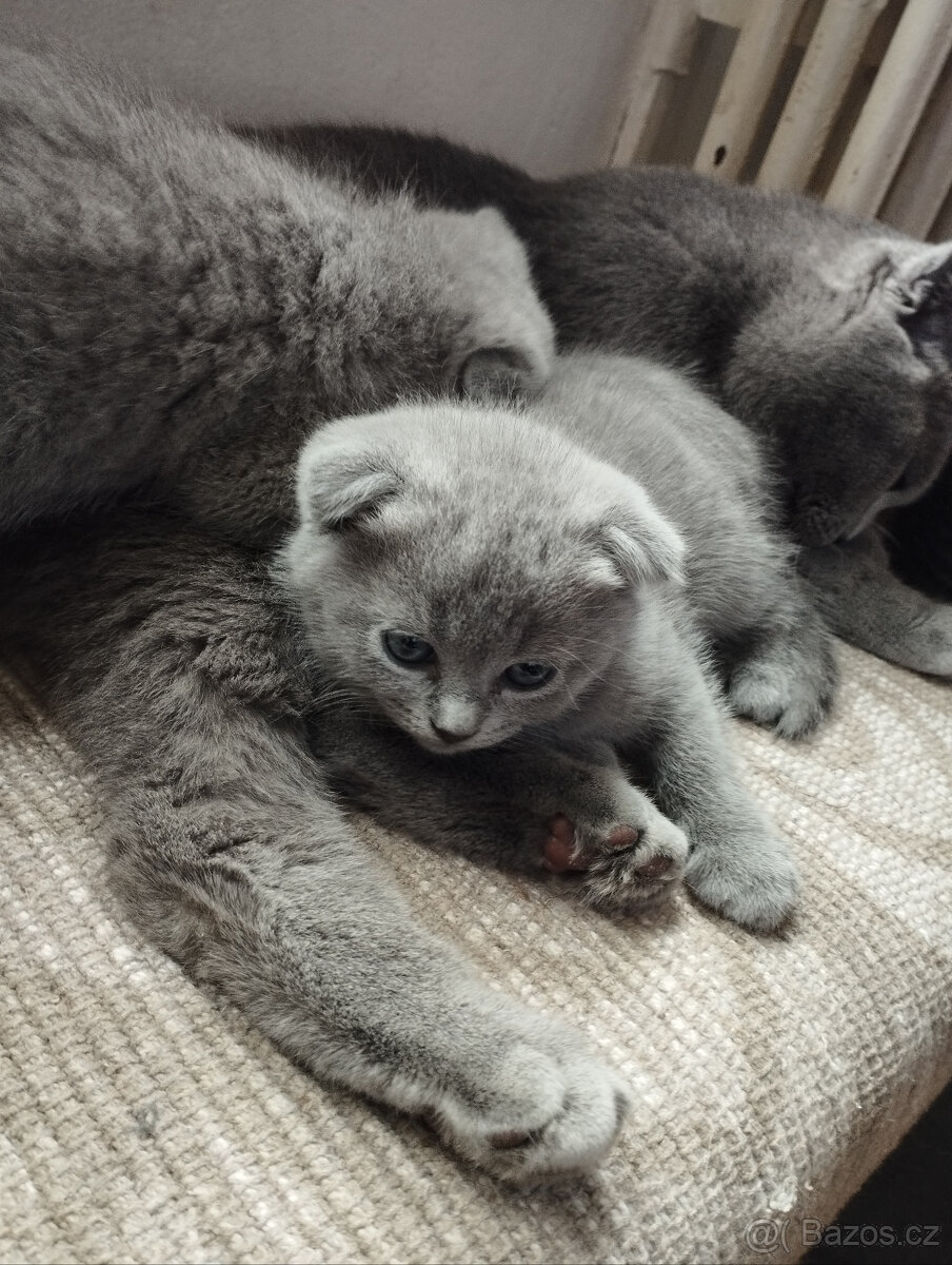 Kotě britka bez pp - 2