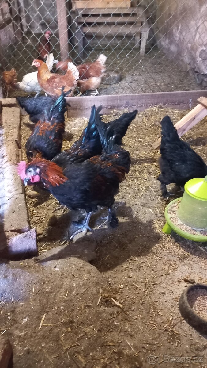 Kohouti Marans - 2