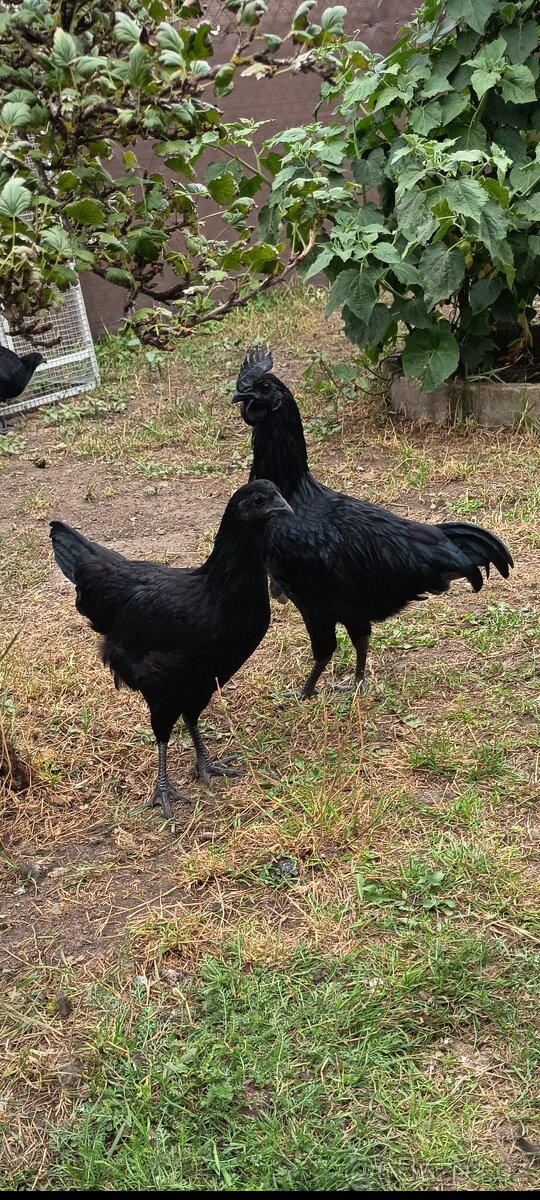 Ayam cemani - 2
