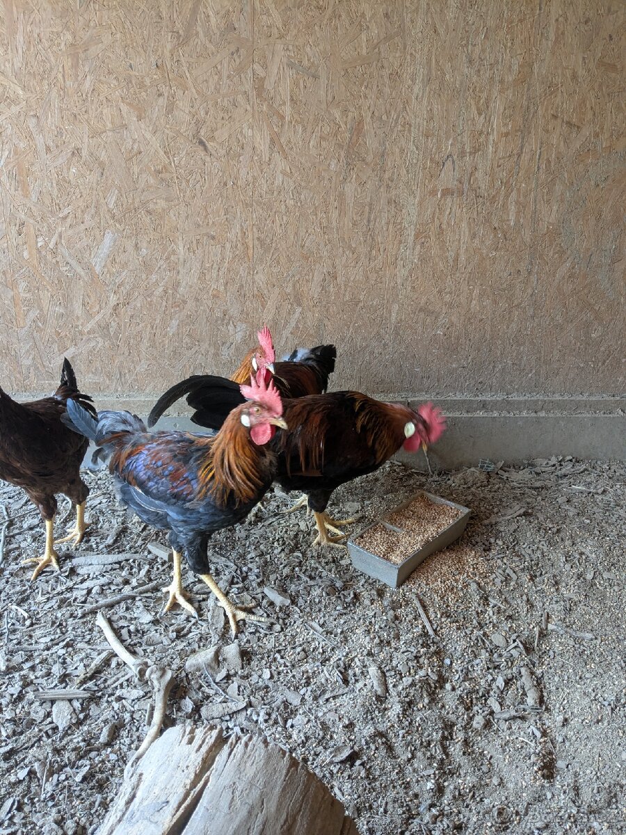 Vlaška koroptví - kohouti - 2