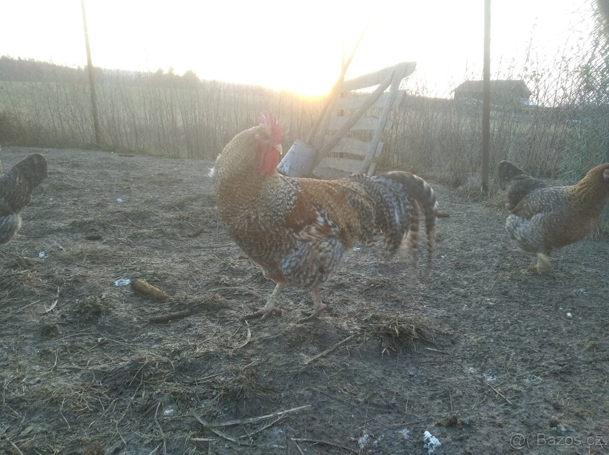 Násadová vejce Bielefeldek velkych rodobarvych - 2