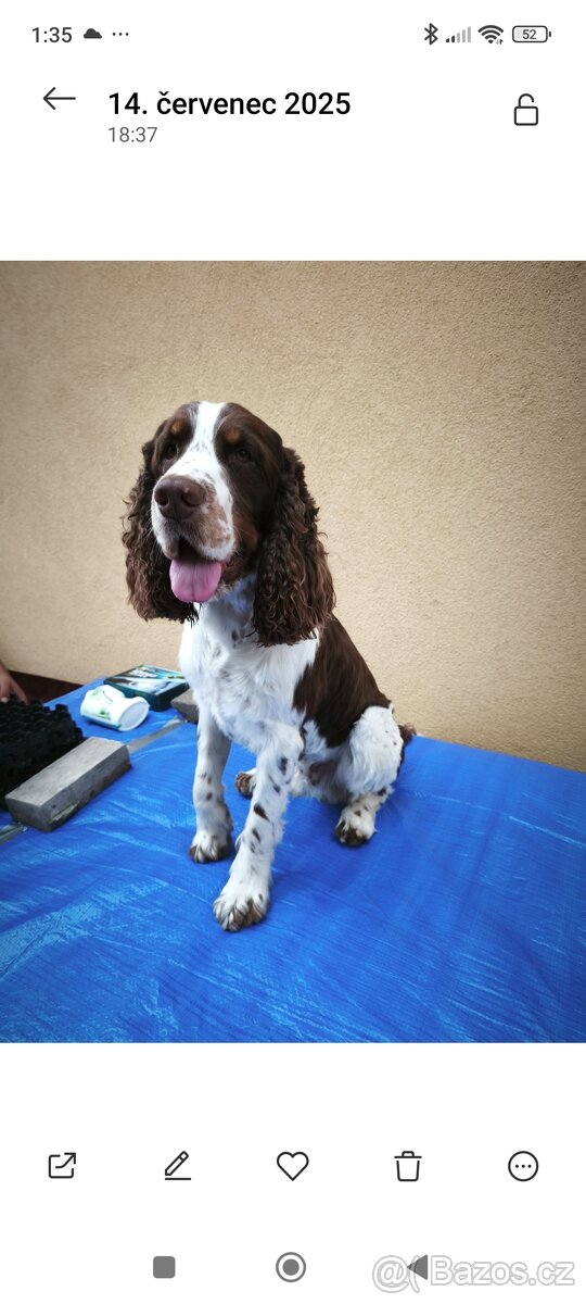 Anglický špringršpaněl - 2