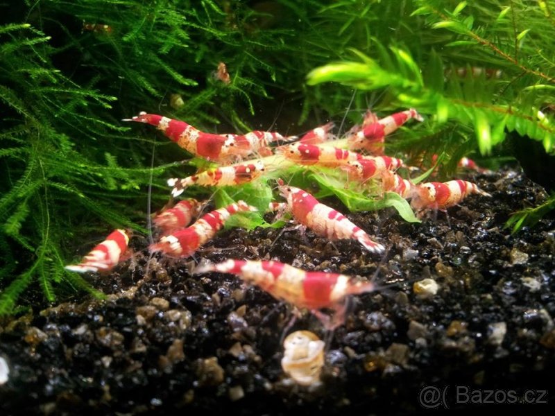 Prodám přebytky krevetky Caridna Crystal Red - 2