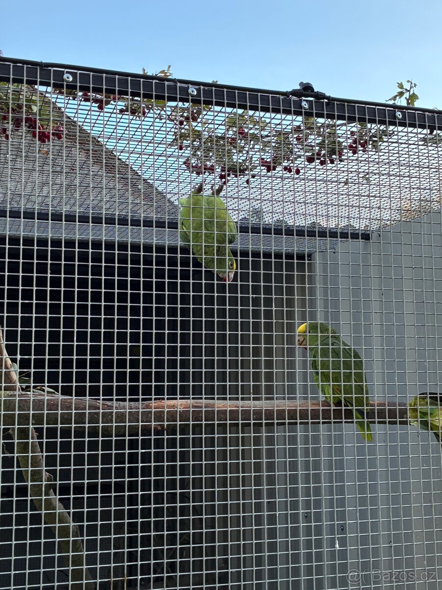 Amazoňan velký - 2