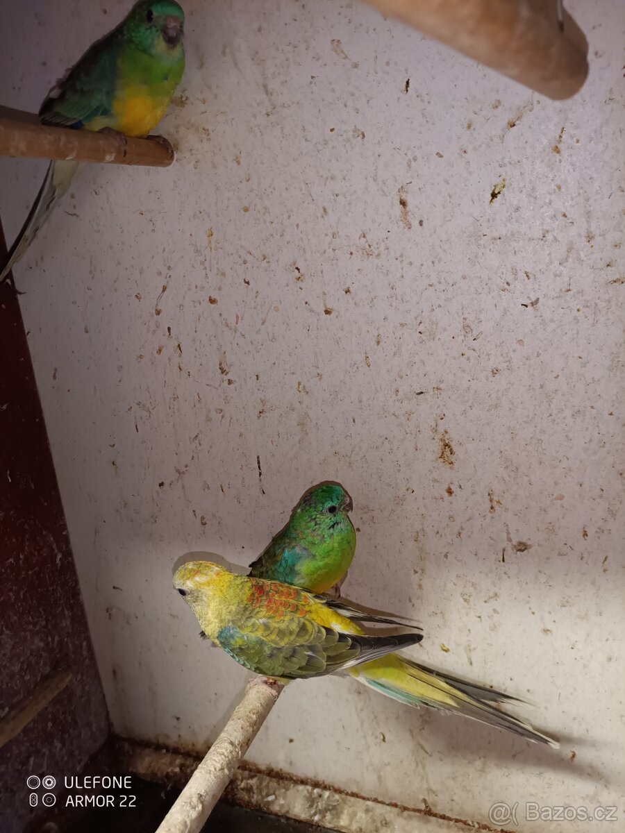 Papoušek zpěvavý - 2