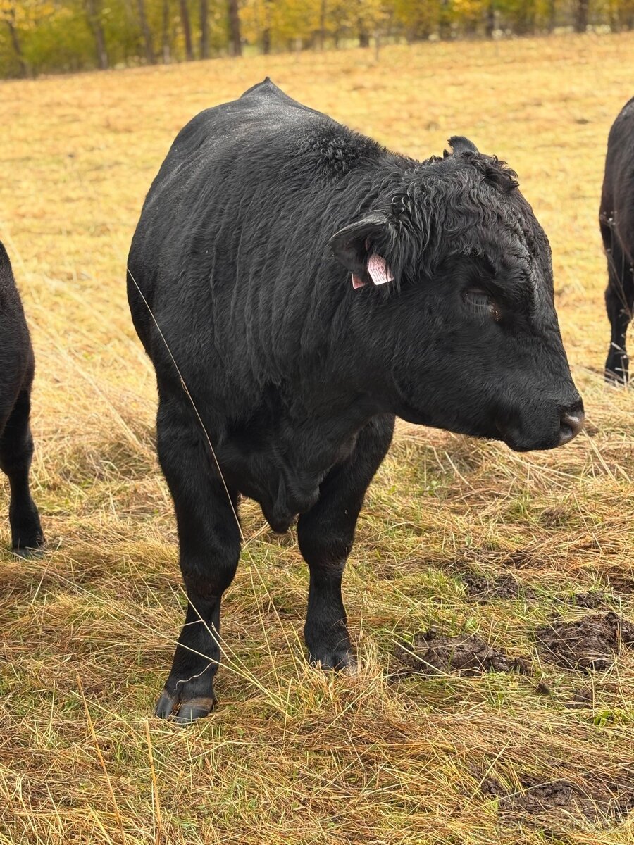 Aberdeen Angus Byk - 2