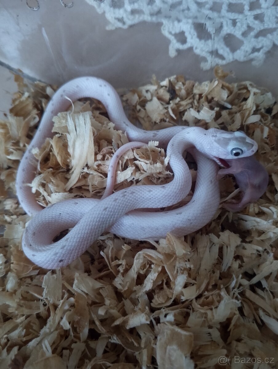 Užovka červená loňský odchov - 2
