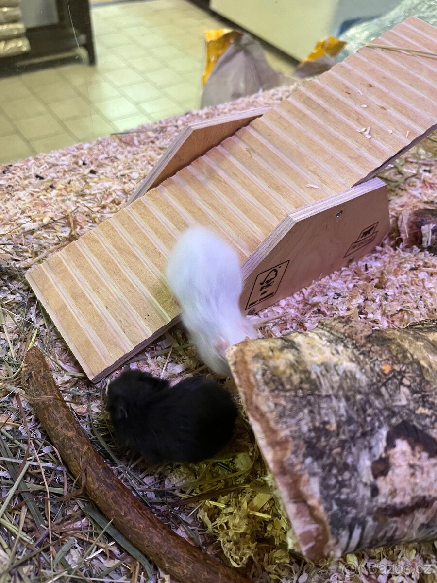 Křeček Syrský nar. 6.3.2026. - 2