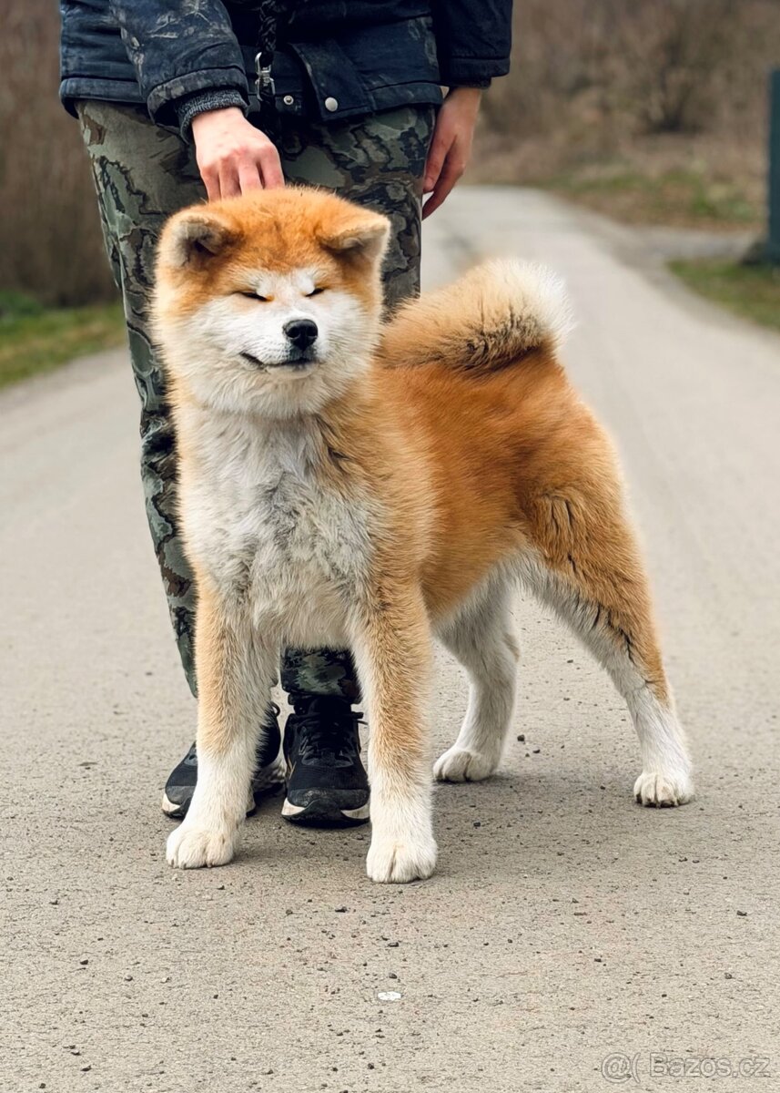 Japonská Akita Inu s PP - odběr ihned - 2