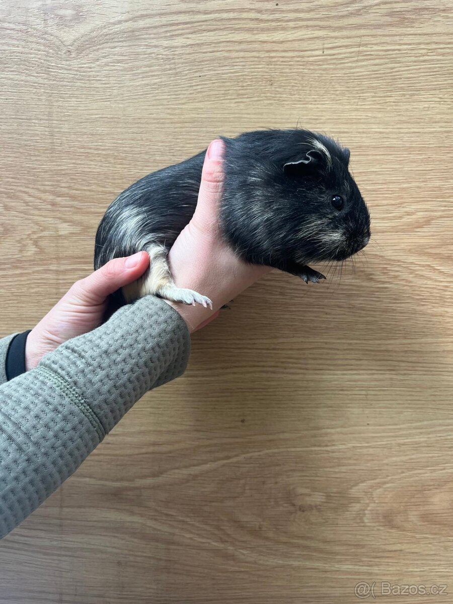 Prodáme morčata - 2