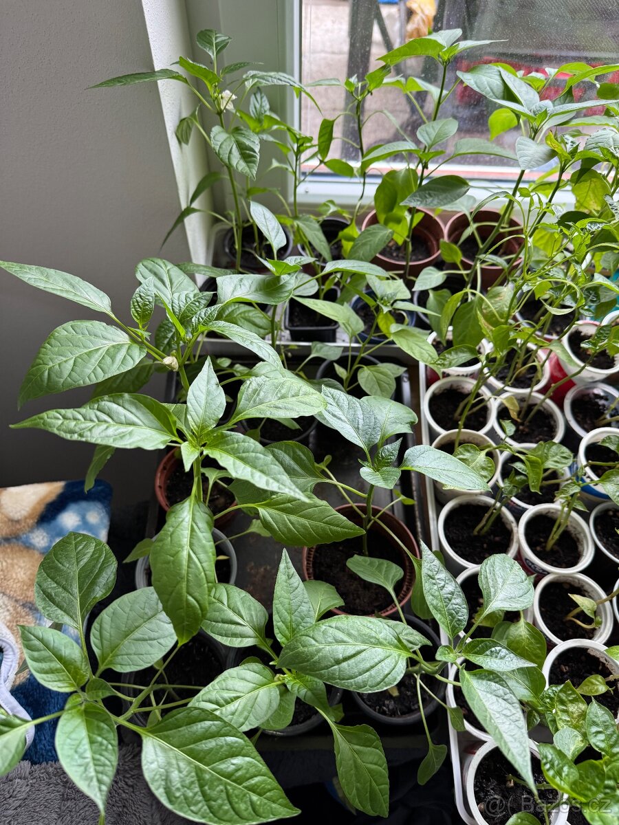 Sazenice paprik a chilli - 2