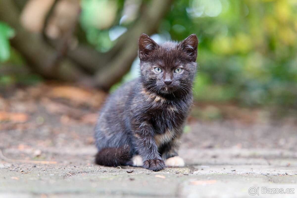 kluk Garfieldek, holčička Tlapička hledá nový domov - 2