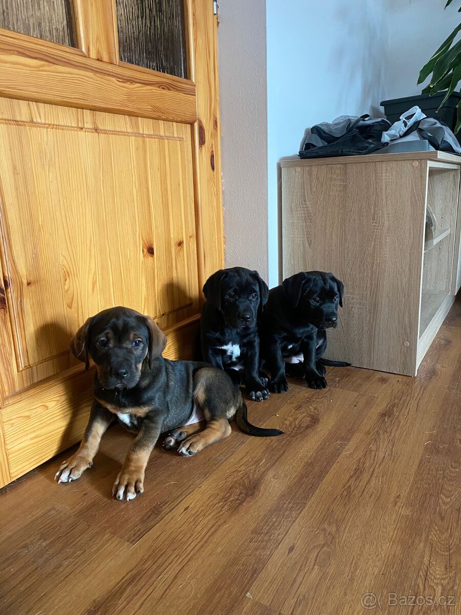 Štěňata - 2