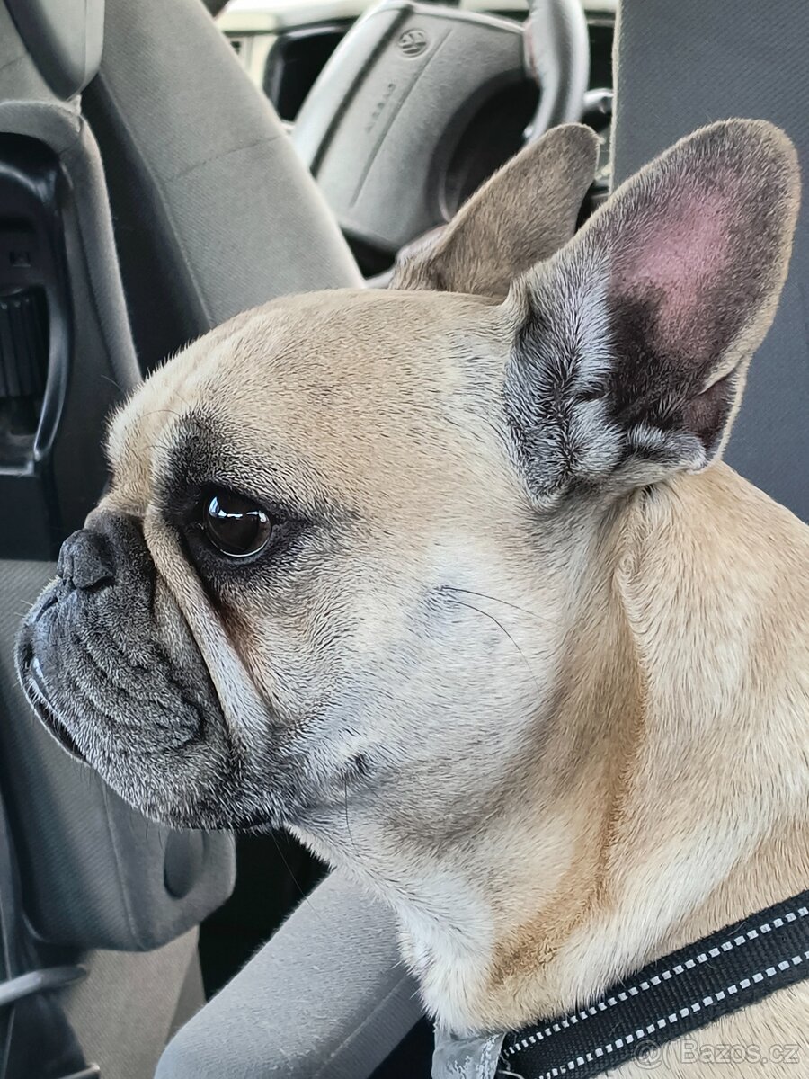 Francouzský buldoček - 2