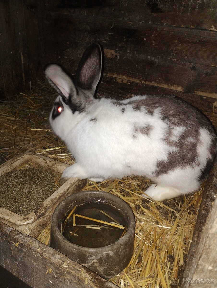 Králíci - 2