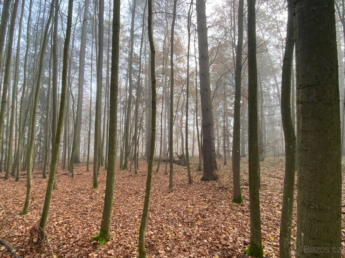 Lesní pozemek Chářovice - 2