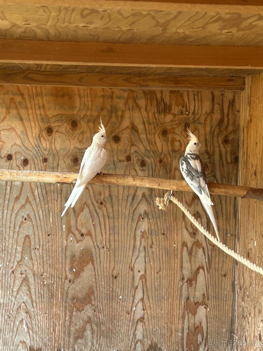 Korela chocholatá - 2