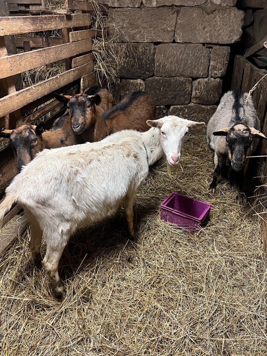 prodám březí kozy - 2