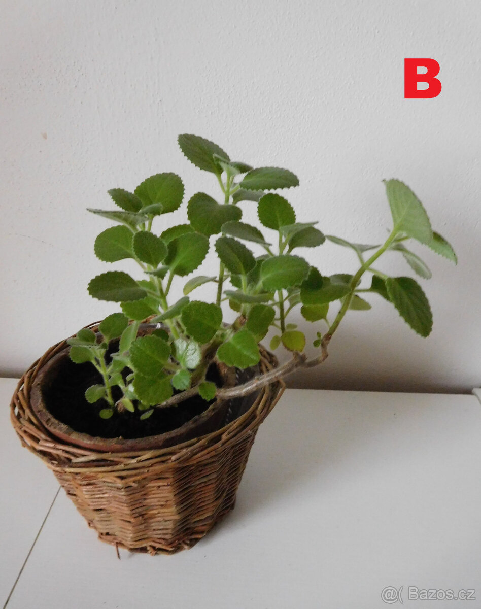 POKOJOVKY-RÝMOVNÍK,DRACENA,VOSKOVKA,PHOTOS... - 2