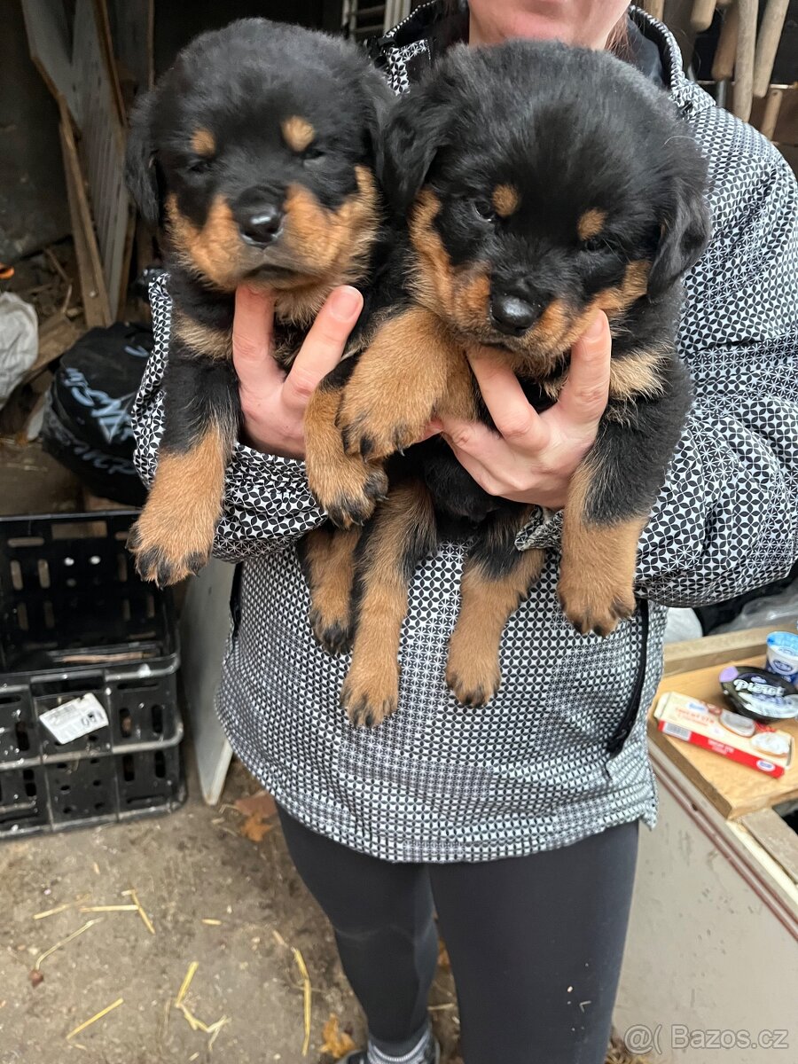 Štěňata RTW - 2