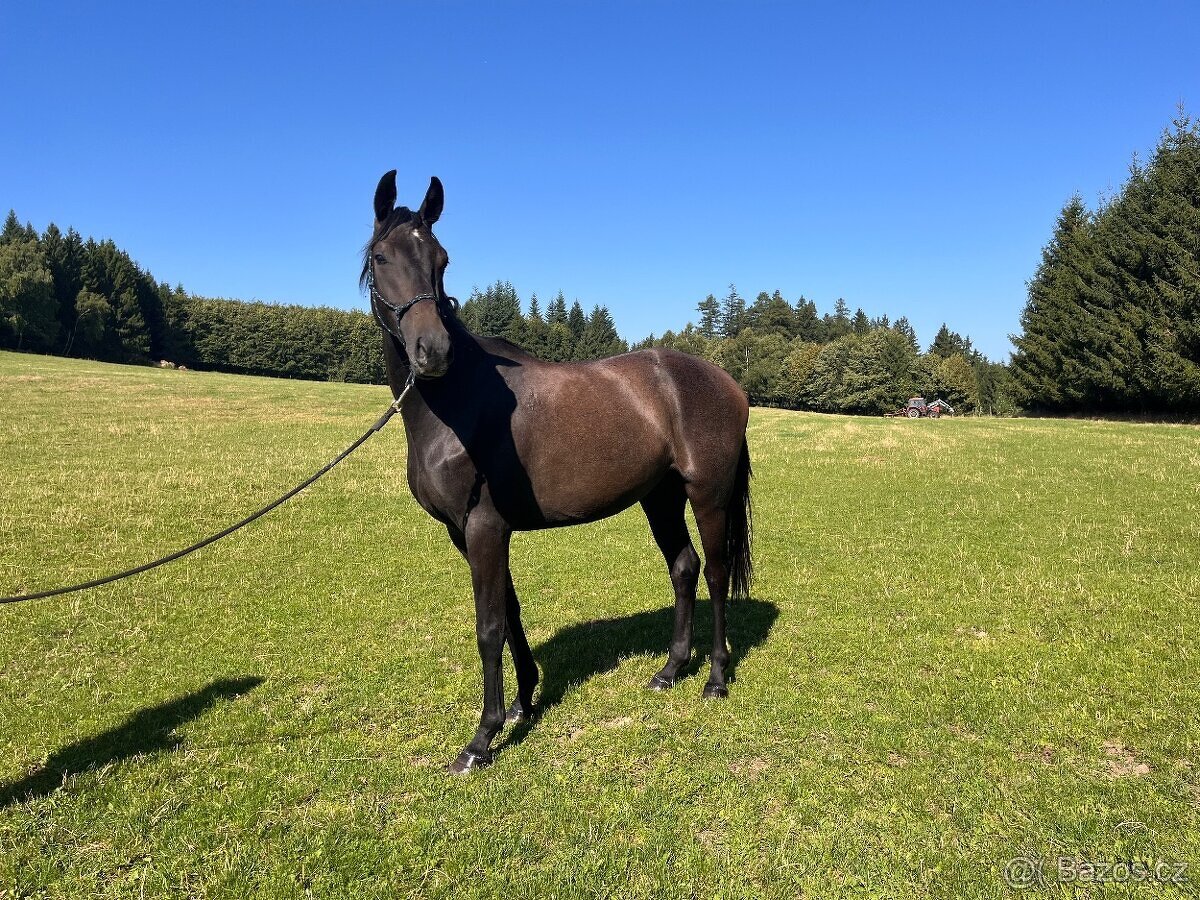 Prodáme koně- hannoverského valacha - 2