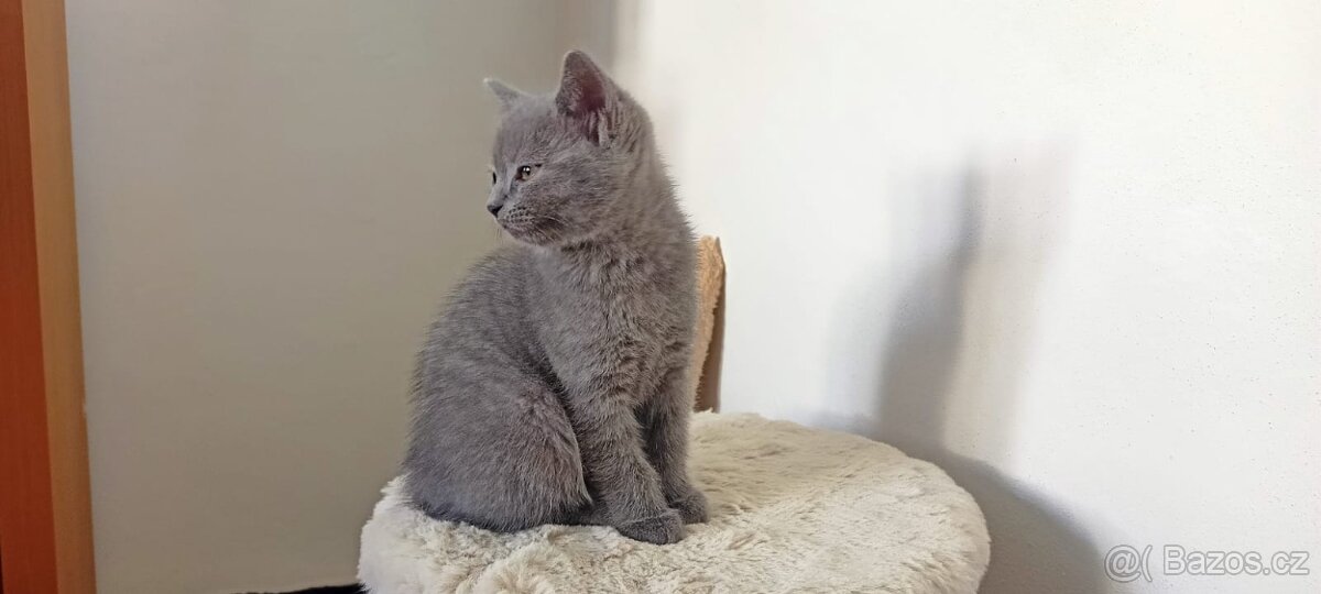 Prodám kotě - 2