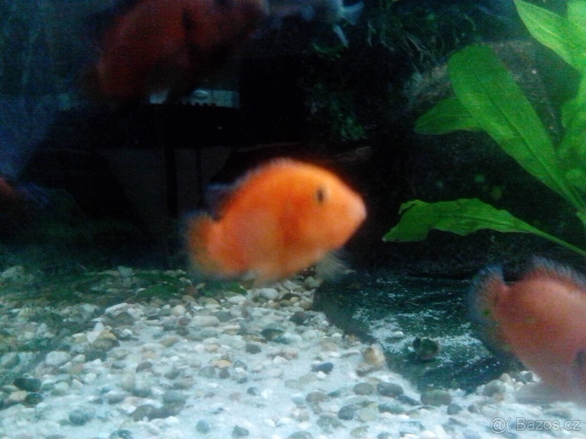 Perlovka Turkanská - 2