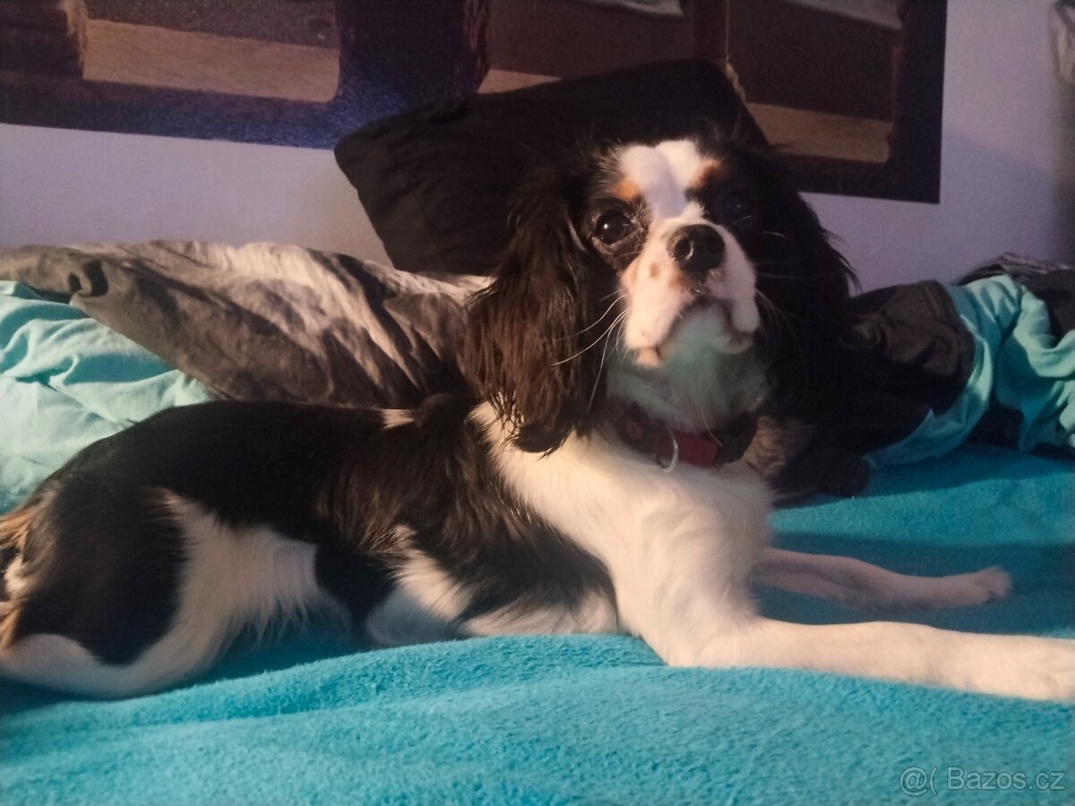 kavalír king charles španěl - 2