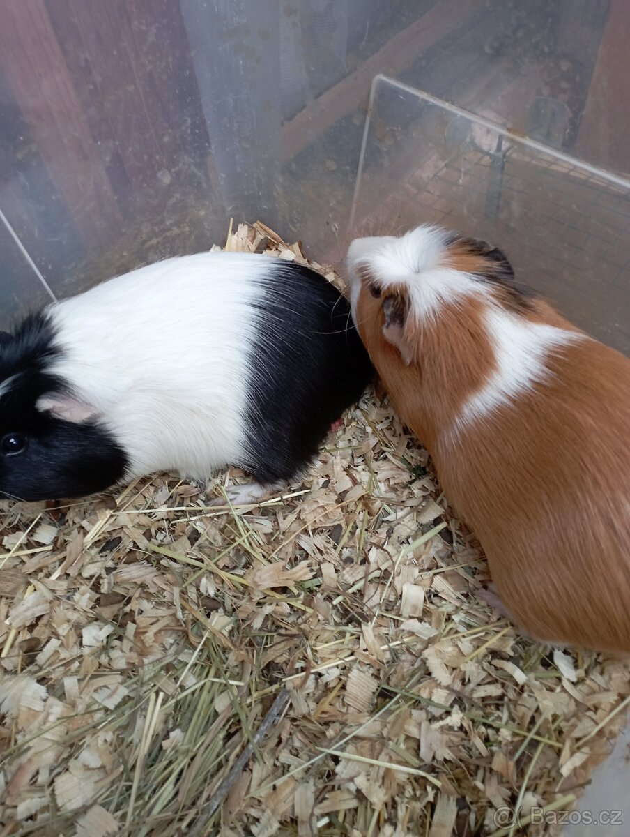 Morče,morčata crested - 2