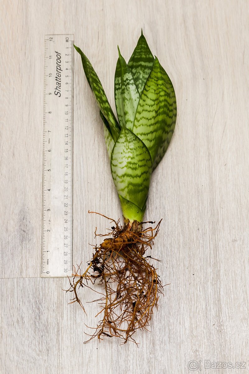 Tchýnin jazyk 30 cm - 2