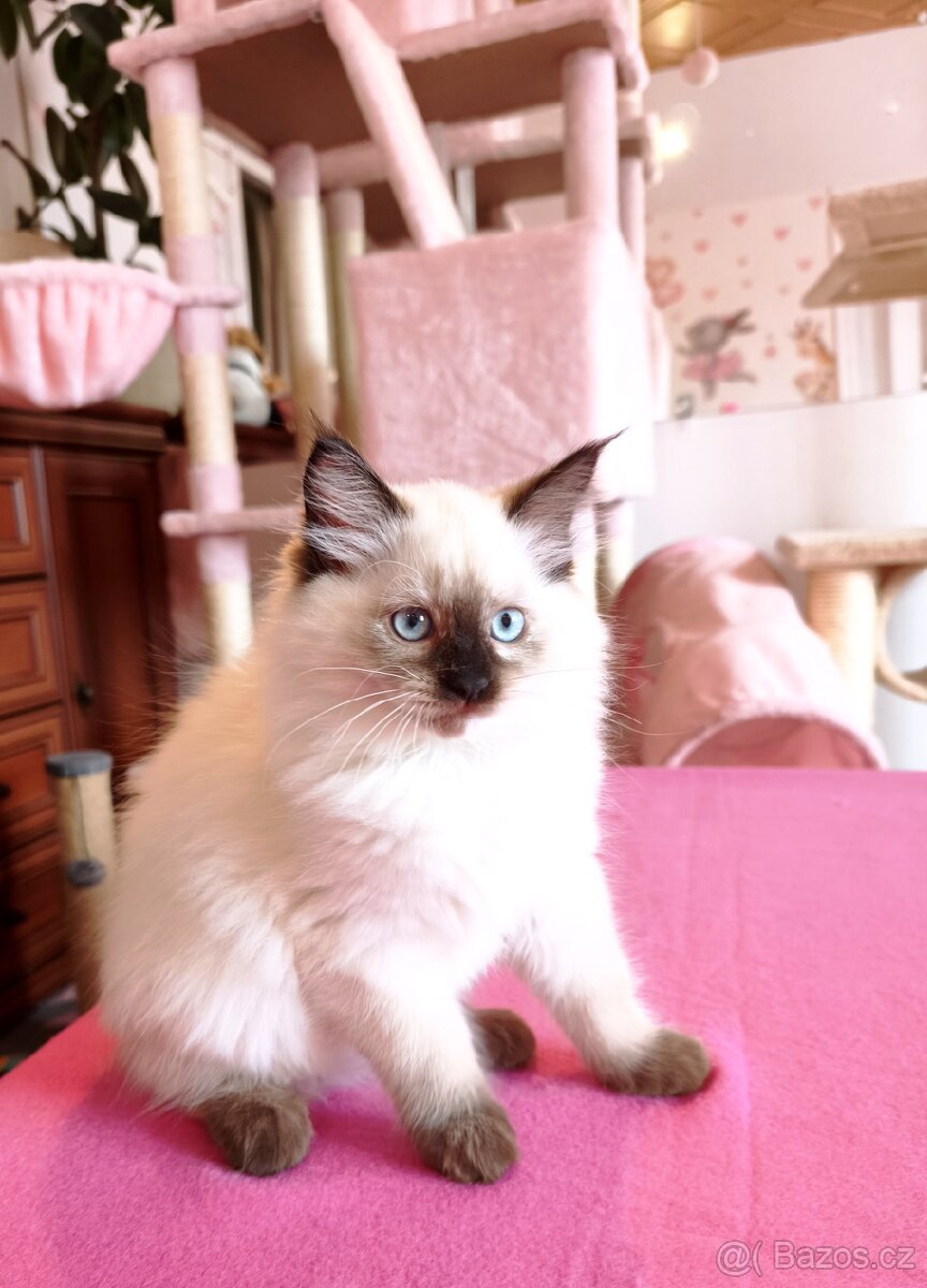 Ragdoll -kočicka - 2