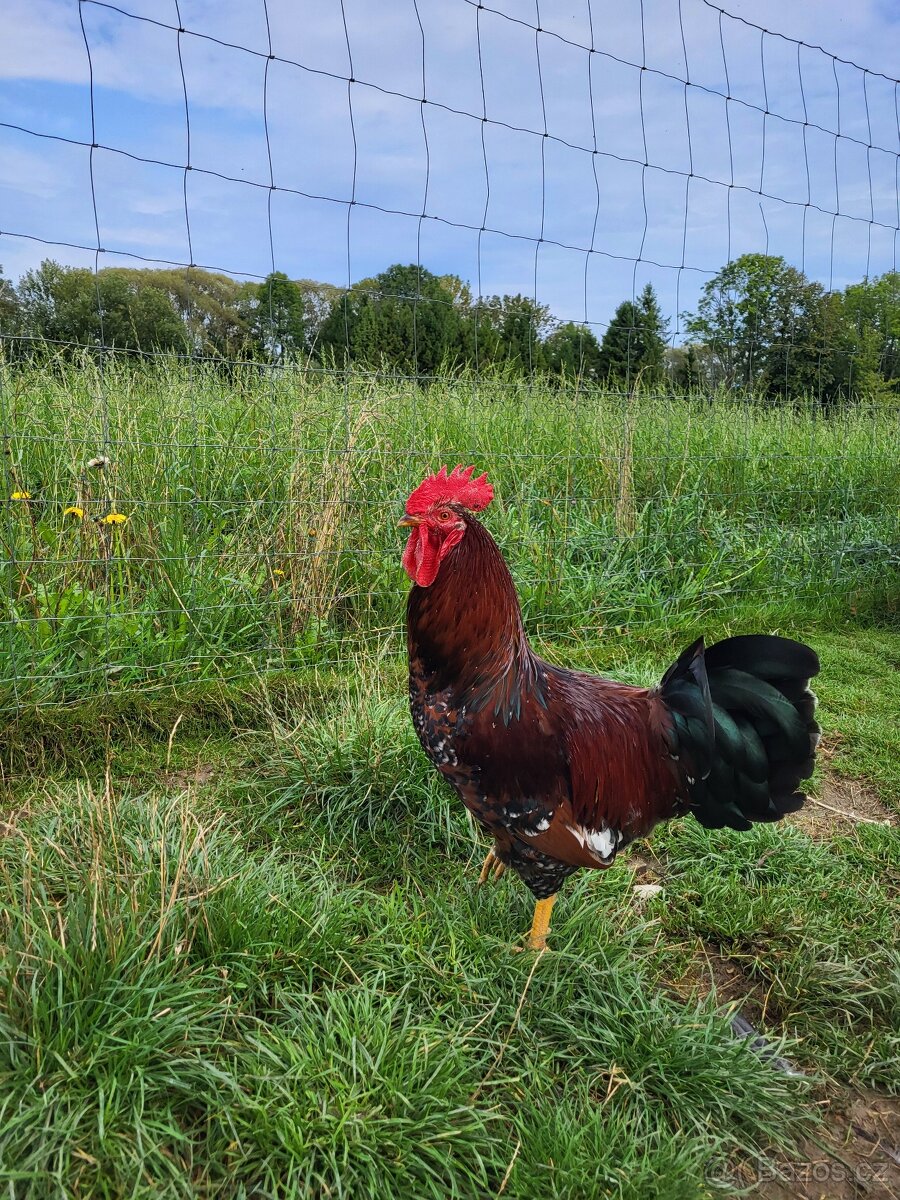 Prodám letošní kohouty - 2