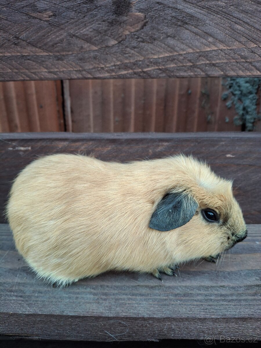 Prodám mláďata morčat - 2