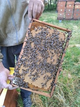 Vyzimované včelí oddělky 2026 - 2