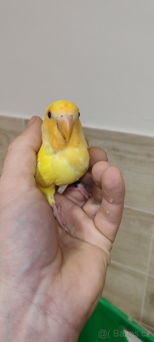 Agapornis ružovohrdly - 2