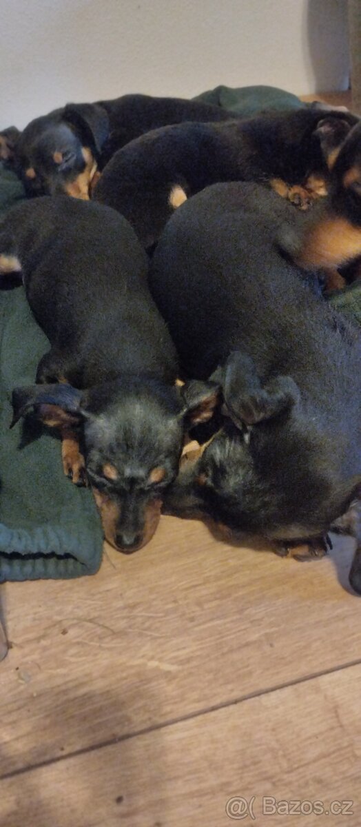 Štěnata Pražský křysařík - 2