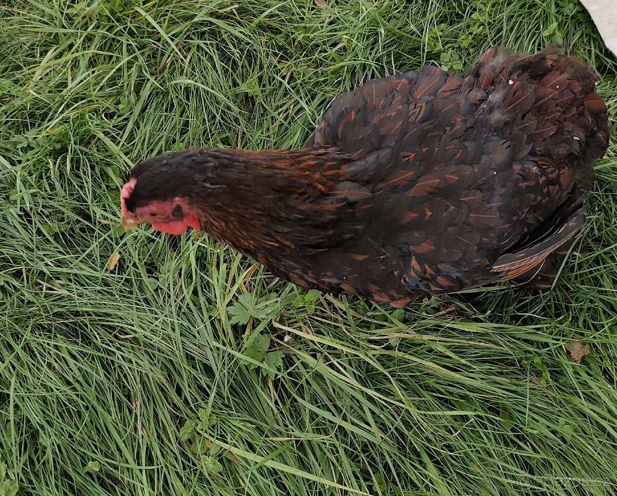 Wyandotka velka zlatá - 2