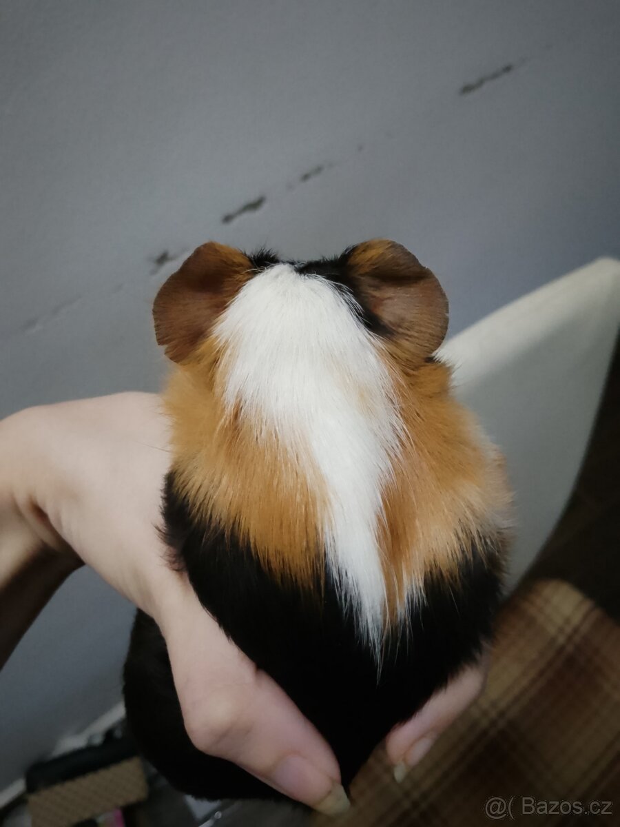 Morčátko - sameček - 2