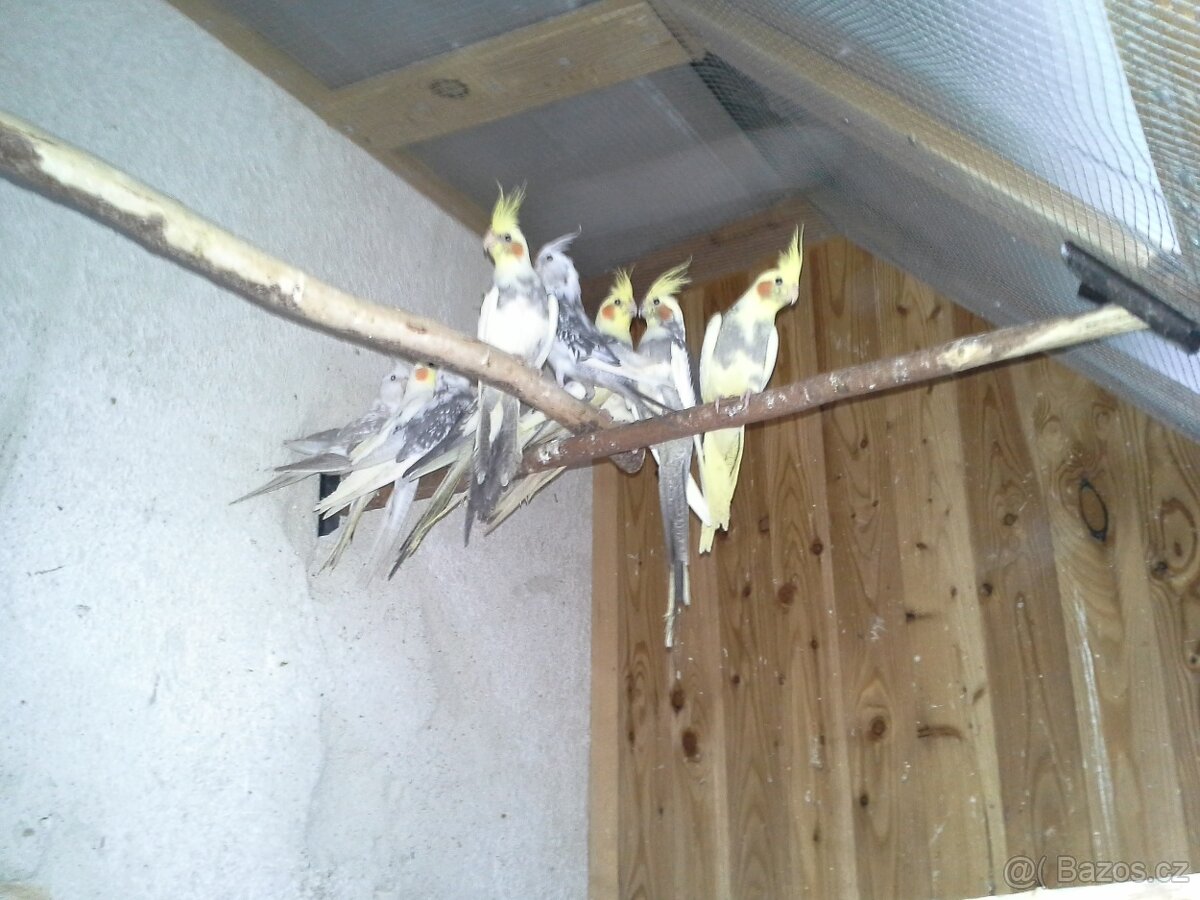 zpěvák,korela,kakariky - 2