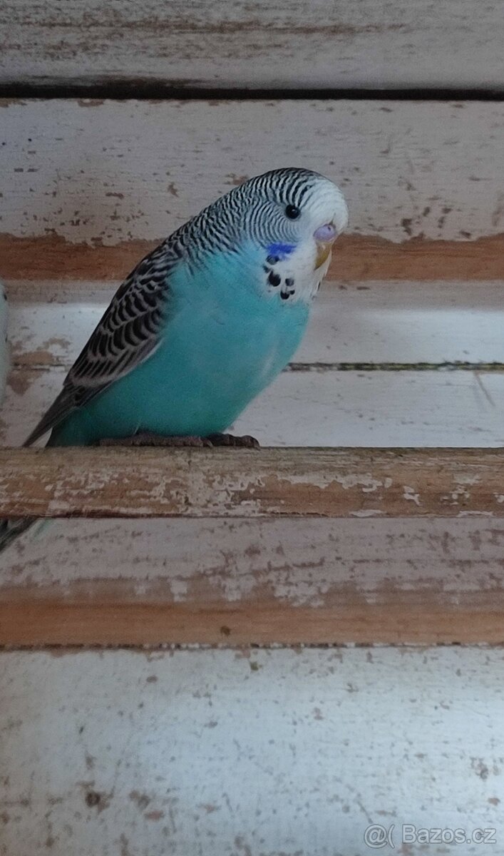 Andulky vlnkované - modré, modrobílé, bílé - 2