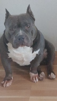 Prodám American,buly - 2