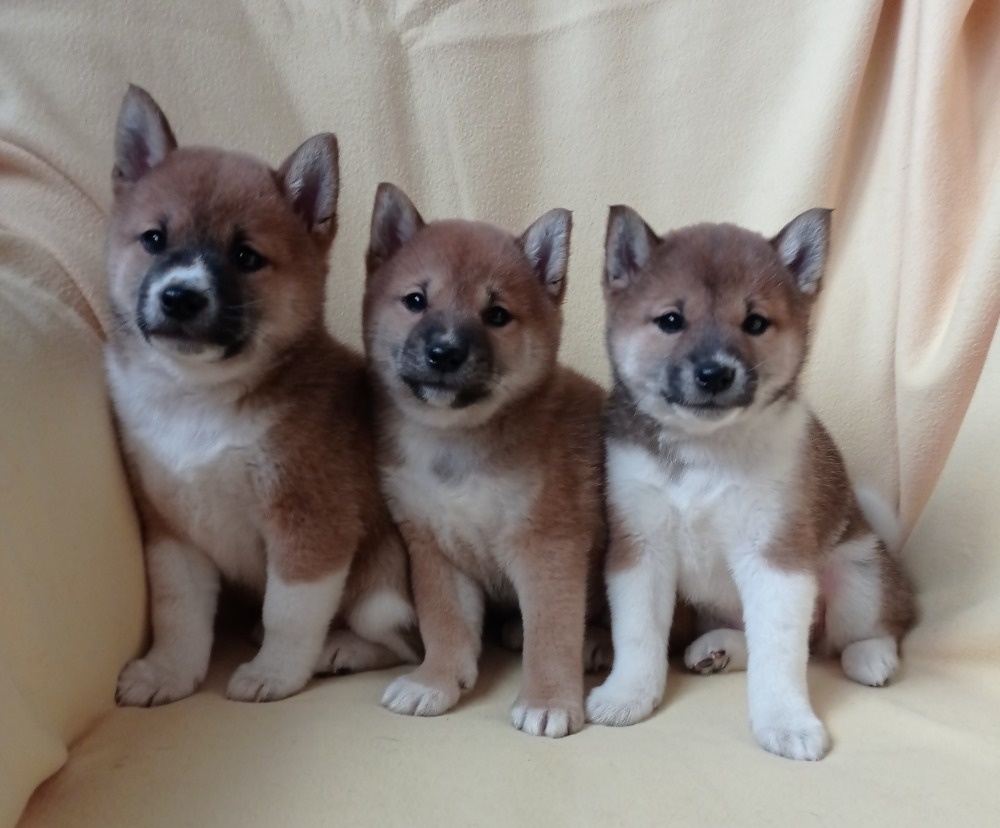 Shiba inu - 2
