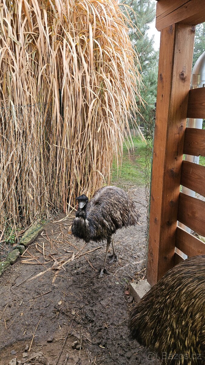 Emu hnědý - 2