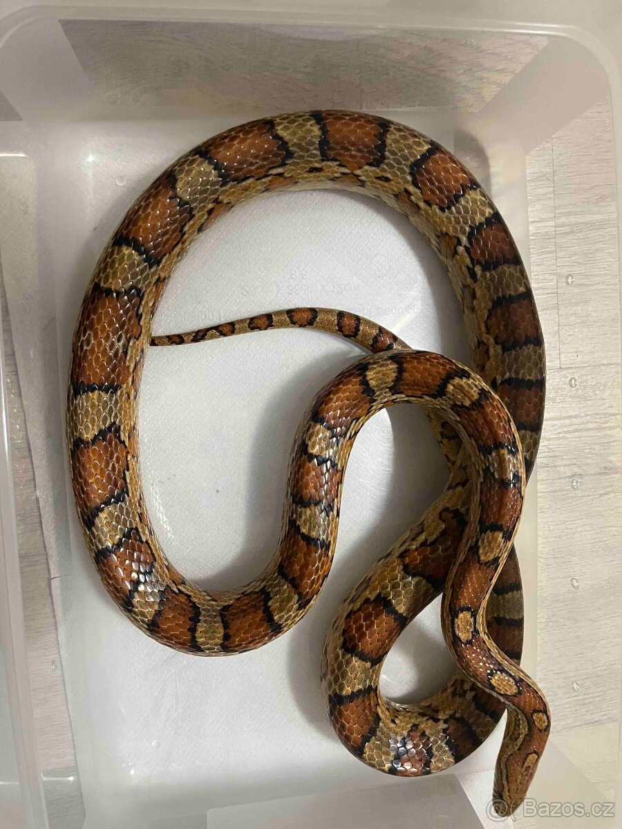 Užovka Červená - 2