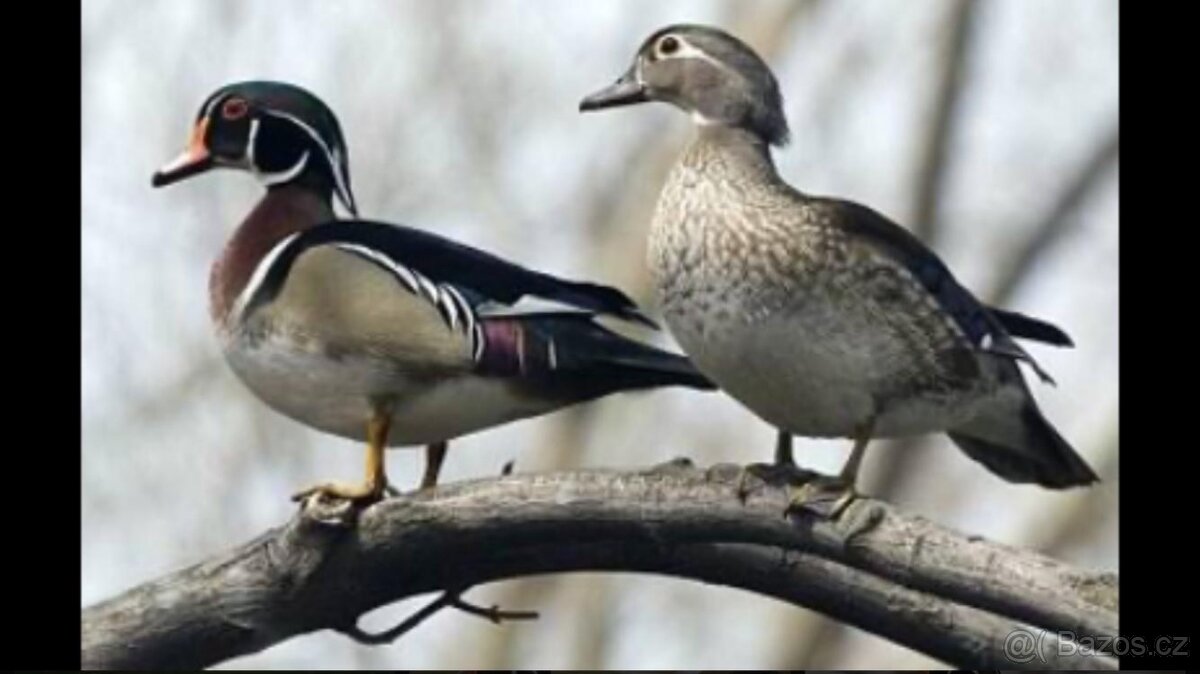 Kachnička Karolínská - 2