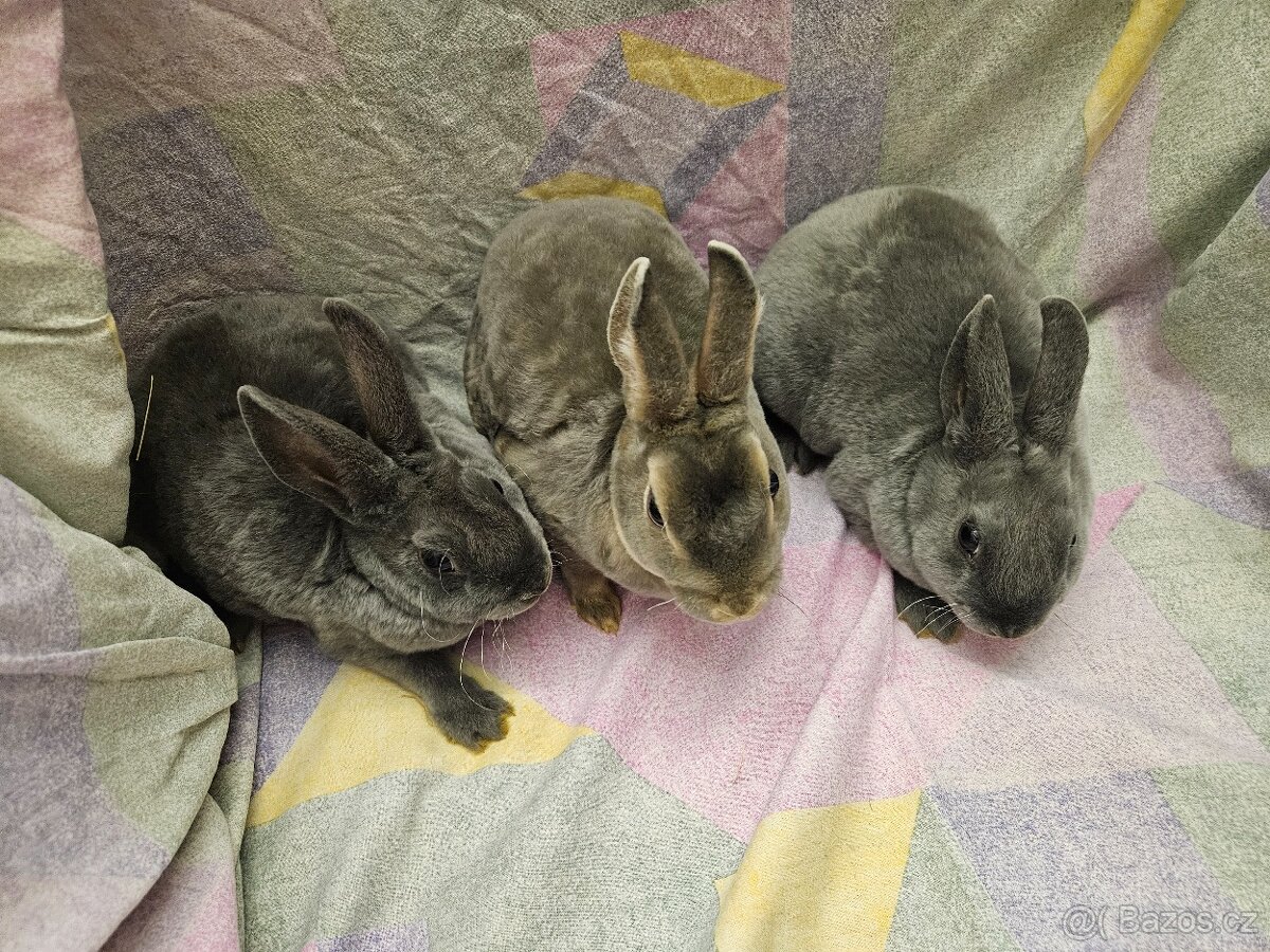 Zakrslý králíček - 2